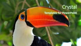  Presentation with outdoor worker safety - PPT theme having toucans - toucan outdoor - ramphastos sulphuratus background and a tawny brown colored foreground