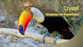  Presentation with outdoor clothes for hiking - Theme with toucans - toucan outdoor - ramphastos sulphuratus background and a coral colored foreground