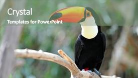  Presentation with bird - Amazing PPT layouts having tropical bird - toucan outdoor - ramphastos toco backdrop and a gray colored foreground