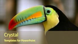  Presentation with bird - PPT theme having toucan ramphastos sulfuratus colorful tucan background and a coral colored foreground