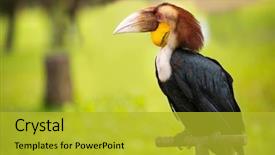  Presentation with exotic unique homemade soap - PPT layouts having toucan ramphastos toco exotic animal background and a gold colored foreground