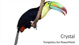  Presentation with branch - Colorful PPT layouts enhanced with toucans - toucan sitting on a branch backdrop and a white colored foreground