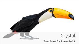  Presentation with isolated paw prints over white - Slide set enhanced with toucan-toco-ramphastos-toco-isolated background and a white colored foreground