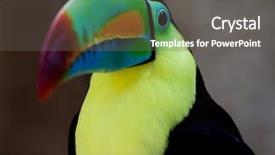  Presentation with keel billed toucan also known - PPT layouts enhanced with toucans - toucan background and a gray colored foreground