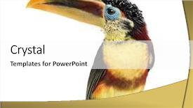  Presentation with frames isolated on white brown - Beautiful presentation theme featuring toucano - curl-crested aracari isolated on white backdrop and a  colored foreground