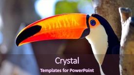  Presentation with outdoor worker safety - Amazing slides having toucans - toucan outdoor - ramphastos sulphuratus backdrop and a wine colored foreground