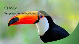  Presentation with outdoor worker safety - Cool new slides with toucans - toucan outdoor - ramphastos toco backdrop and a mint green colored foreground