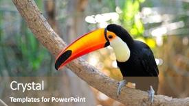 Presentation with outdoor worker safety - Theme having toucans - toucan outdoor - ramphastos toco background and a coral colored foreground