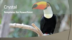  Presentation with outdoor movie - Beautiful PPT theme featuring toucans - toucan outdoor - ramphastos toco backdrop and a gray colored foreground