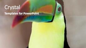  Presentation with keel billed toucan also known - PPT layouts consisting of toucans - toucan background and a violet colored foreground