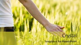  Presentation with wheat - Beautiful presentation featuring touch - girl hand touching wheat fresh backdrop and a yellow colored foreground