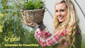  Presentation with green bananas hanging on banana - Audience pleasing presentation design consisting of touching a hanging flower basket backdrop and a  colored foreground