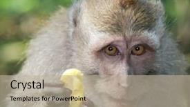  Presentation with monkey - Beautiful presentation design featuring touching monkey with banana sit for a portrait backdrop and a mint green colored foreground