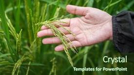  Presentation with water leaf - Colorful presentation design enhanced with touching rice in field backdrop and a tawny brown colored foreground