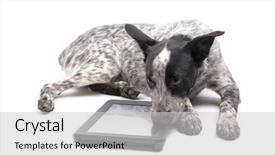 Presentation with dog and cat on computer - Theme featuring touchscreen - spotted texas heeler dog lying background and a light gray colored foreground