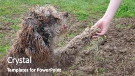  Presentation with child friendship - Colorful slide deck enhanced with touchy - dog gives paw to child backdrop and a dark gray colored foreground