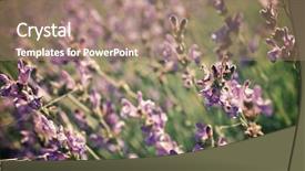  Presentation with wild flower - Presentation design featuring touchy - wild flower close up background and a coral colored foreground