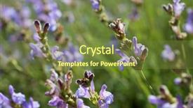  Presentation with wild flower - Amazing presentation theme having touchy - wild flower close up backdrop and a tawny brown colored foreground