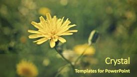  Presentation with wild flower - Presentation design consisting of touchy - wild flower close up background and a  colored foreground