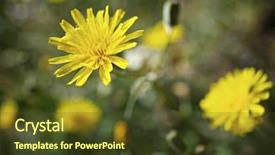  Presentation with wild flower - PPT layouts with touchy - wild flower close up background and a  colored foreground