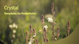  Presentation with wild flower - Amazing PPT theme having touchy - wild flower close up backdrop and a  colored foreground