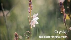  Presentation with wild flower - PPT layouts having touchy - wild flower close up background and a violet colored foreground