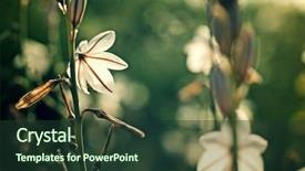  Presentation with wild flower - Slides enhanced with touchy - wild flower close up background and a tawny brown colored foreground