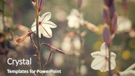  Presentation with wild flower - PPT theme having touchy - wild flower close up background and a violet colored foreground