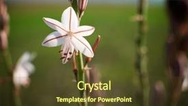  Presentation with wild flower - Beautiful presentation design featuring touchy - wild flower close up backdrop and a tawny brown colored foreground