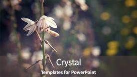 Presentation with wild flower - PPT theme with touchy - wild flower close up background and a gray colored foreground