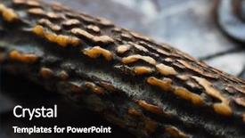  Presentation with knives - PPT theme enhanced with tough built - premium quality stag handle deer background and a black colored foreground