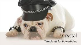  Presentation with old big bike on white - Amazing presentation theme having tough dog - english bulldog dressed backdrop and a soft green colored foreground