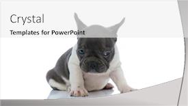 Presentation with puppy - PPT layouts having tough-french-bulldog-puppy-looking background and a white colored foreground