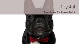  Presentation with puppy - Presentation theme featuring tough-french-bulldog-puppy-wearing background and a light gray colored foreground
