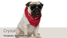  Presentation with puppy - Cool new presentation design with tough-mops-puppy-wearing-bandana backdrop and a mint green colored foreground