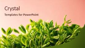  Presentation with bean sprouts - Cool new slides with toumyou bean sprouts green pea backdrop and a lemonade colored foreground