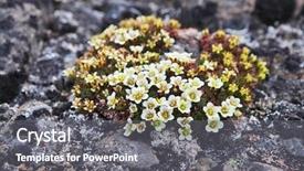  Presentation with polar bears arctic ocean ice - Beautiful presentation design featuring toundra - arctic flowers - saxifraga cespitosa backdrop and a gray colored foreground