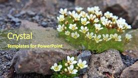  Presentation with polar bears arctic ocean ice - Presentation design enhanced with toundra - arctic flowers background and a tawny brown colored foreground