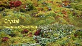  Presentation with polar bears arctic ocean ice - Beautiful PPT theme featuring toundra - arctic moss - polar colors backdrop and a tawny brown colored foreground