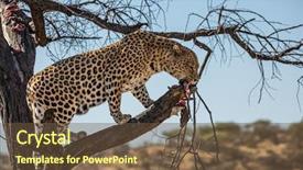 Presentation with tourism and skills - PPT layouts consisting of tourism an spotted african leopard background and a tawny brown colored foreground