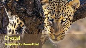  Presentation with tourism - Audience pleasing slides consisting of tourism happy and well fed backdrop and a tawny brown colored foreground