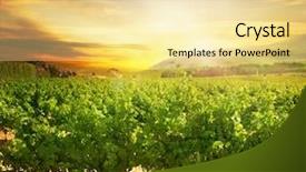  Presentation with vineyard - Audience pleasing presentation theme consisting of agriculture grape fields landscape winery - vineyard backdrop and a blonde colored foreground