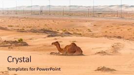  Presentation with newborn baby - Presentation theme with tourism saudi arabia - camel with the newborn baby background and a coral colored foreground