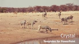  Presentation with savannah - Audience pleasing presentation theme consisting of tourist-attraction-on-african-safari backdrop and a coral colored foreground