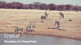  Presentation with savannah - Audience pleasing slide set consisting of tourist-attraction-on-african-safari backdrop and a coral colored foreground
