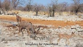  Presentation with savannah - Cool new presentation with tourist-attraction-on-african-safari backdrop and a mint green colored foreground