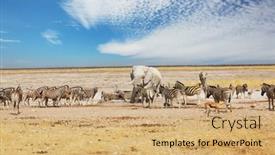  Presentation with savannah - Cool new slide deck with tourist-attraction-on-african-safari backdrop and a coral colored foreground