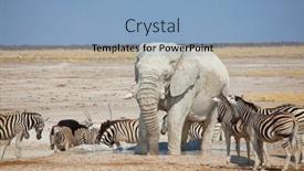  Presentation with savannah - Presentation theme enhanced with tourist-attraction-on-african-safari background and a light blue colored foreground