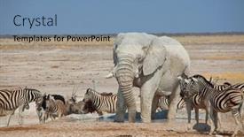  Presentation with safari - Audience pleasing slides consisting of tourist-attraction-on-african-safari backdrop and a teal colored foreground
