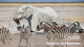 Presentation with safari - Slide deck featuring tourist-attraction-on-african-safari background and a gray colored foreground